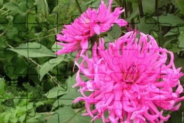 fleurs:dahlia jigsaw puzzle