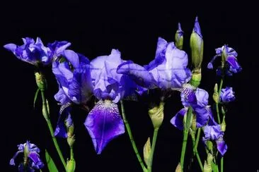 fleurs: iris