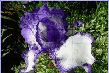 fleurs: iris jigsaw puzzle