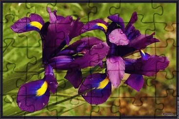 fleurs: iris jigsaw puzzle