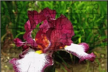 fleurs: iris jigsaw puzzle