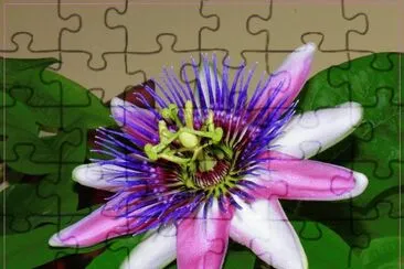 fleurs: passiflore jigsaw puzzle