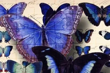 Butterfly Blue jigsaw puzzle