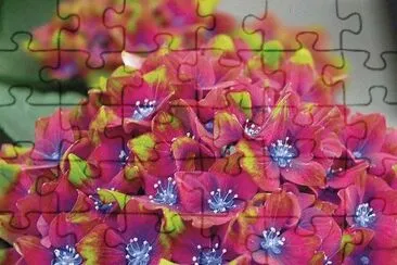 Hydrangea jigsaw puzzle