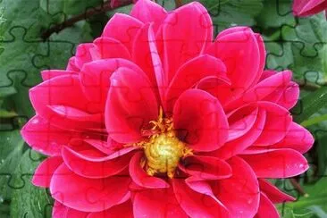 Flower pink Dahlia jigsaw puzzle