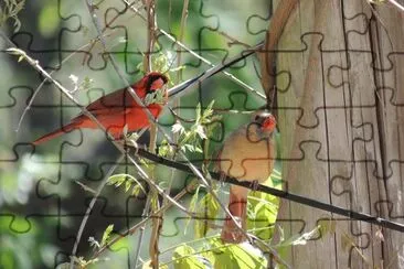 Cardinal Pair