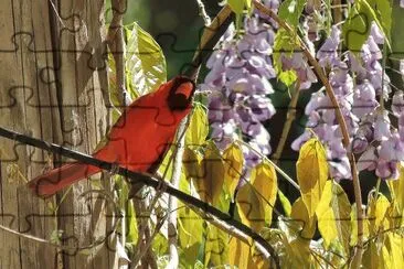 Cardinal in Wisteria