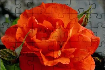 fleurs: rose jigsaw puzzle