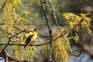 פאזל של Goldfinch