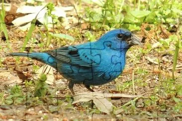 Blue Grosbeak