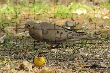 פאזל של Dove and Goldfinch