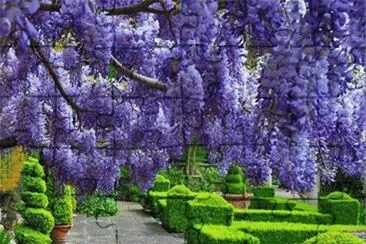 Glisina-Wisteria sinesis jigsaw puzzle