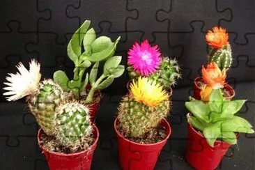 פאזל של Mini cactus