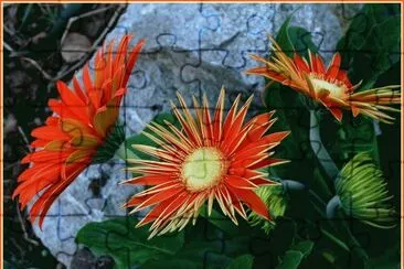 fleurs: gerberas