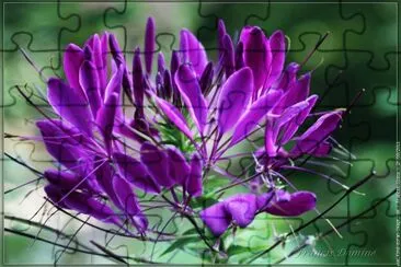 fleurs: cleome