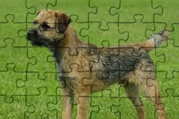 Border Terrier