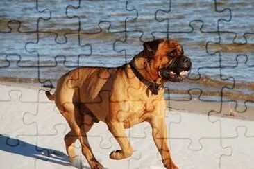 Bullmastiff