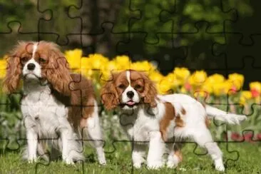 Cavalier King Charles Spaniel