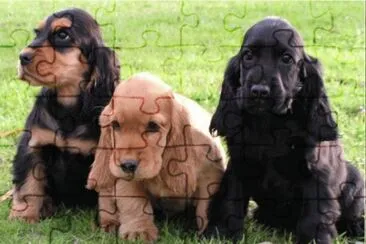 Cocker Spaniel Ingles