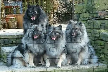 Keeshond