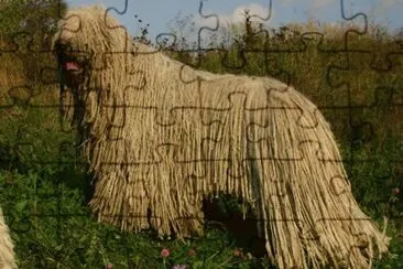 Komondor