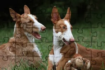 Podenco Ibicenco