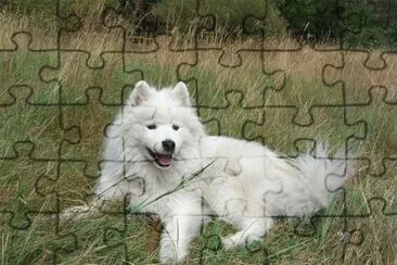 Samoyedo