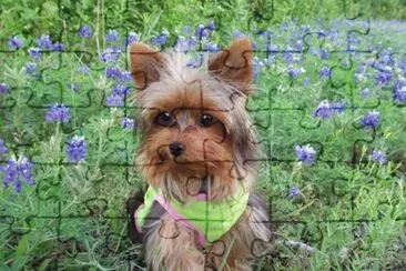 Yorkshire Terrier