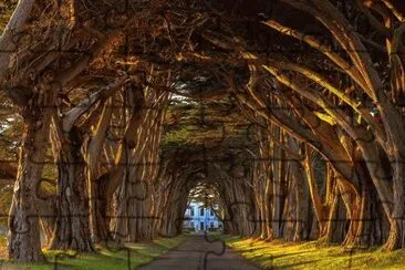 Tunel de Arboles