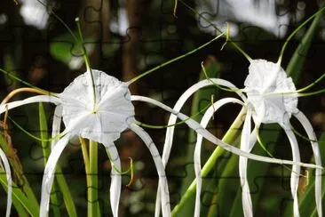 fleurs etranges