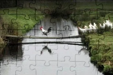 Gallinas y Lago jigsaw puzzle