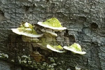 fungi jigsaw puzzle