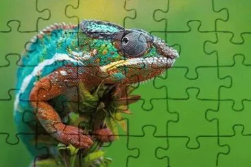 Camaleon jigsaw puzzle