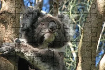 Koala in Australia