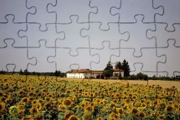 Girasoli a Bosco Marengo jigsaw puzzle