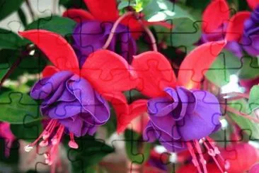 Beautiful Fuschia jigsaw puzzle