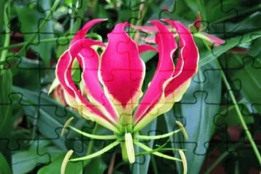 gloriosa