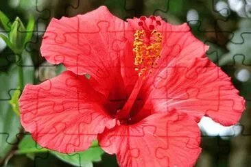 פאזל של hibiscus