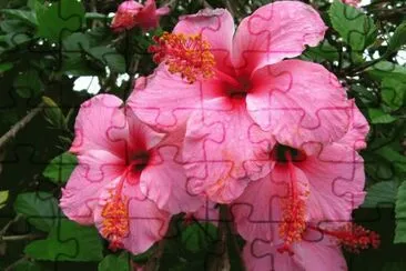 פאזל של hibiscus