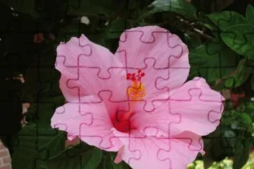 פאזל של hibiscus