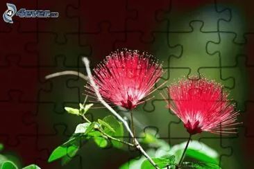 fleurs jigsaw puzzle