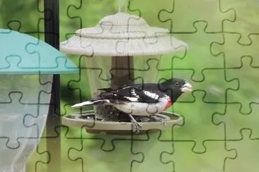 פאזל של Rose Breasted Grosbeak