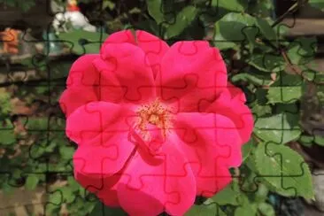 פאזל של Rose