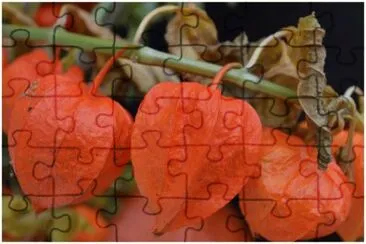 phylalis jigsaw puzzle