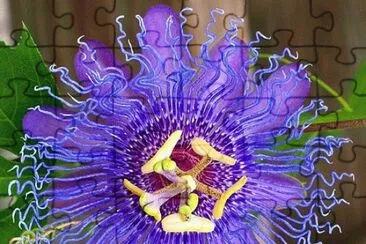 Passion Flower jigsaw puzzle