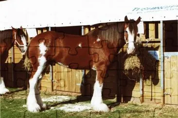 Clydesdale Horse