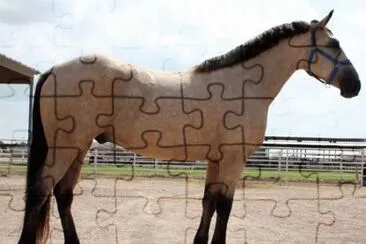 Buckskin Horse jigsaw puzzle