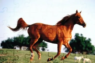 Horse jigsaw puzzle