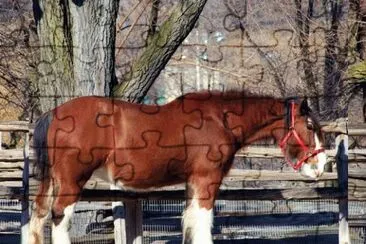 Clydesdale Horse jigsaw puzzle