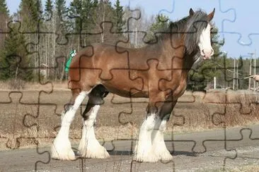 Clydesdale Horse jigsaw puzzle